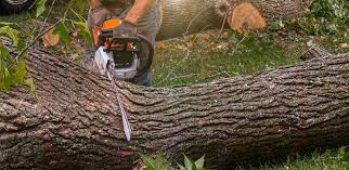 Best Tree and Shrub Care  in Highpoint, OH