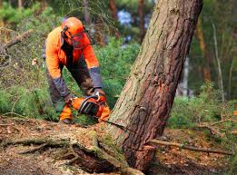 Professional Tree Services in Highpoint, OH