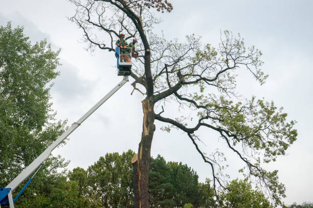 Best Leaf Removal  in Highpoint, OH