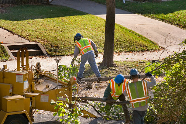 Best Storm Damage Tree Cleanup  in Highpoint, OH