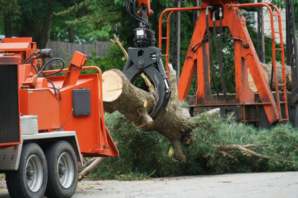 How Our Tree Care Process Works  in Highpoint, OH