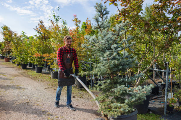 Best Tree Mulching  in Highpoint, OH